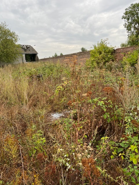 Débroussaillage difficile terrain Orties étang pâture basse cour roncier chardon 1
